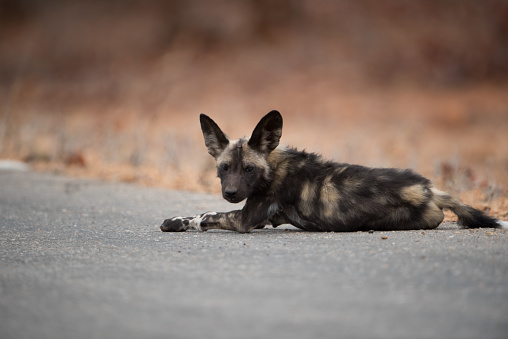 An african wild dog resting on the road with a blurred background