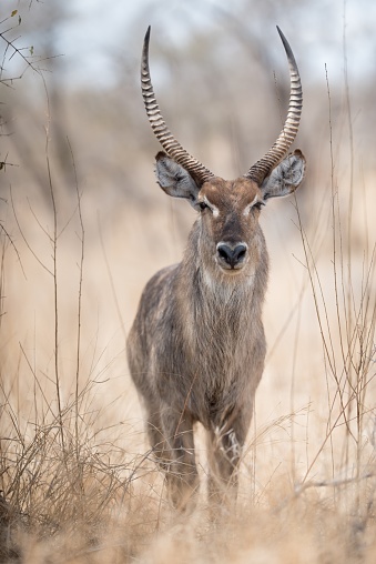 A closeup shot of a waterbuck with a blurred background