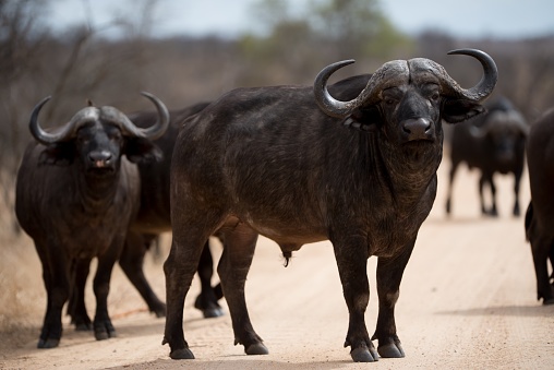 A herd of african buffalos walking on the road