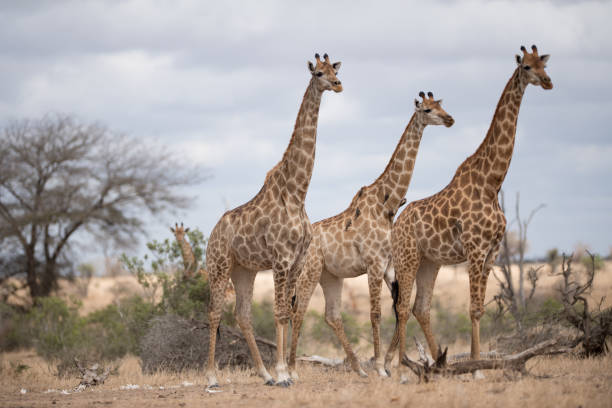 istock Beautiful giraffes walking on a bush field 1438610192