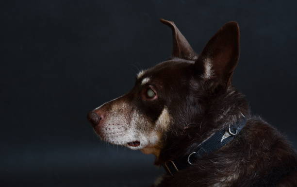 ein blinder mischlingshund ohne augen sitzt auf dunklem hintergrund - hunting blind stock-fotos und bilder