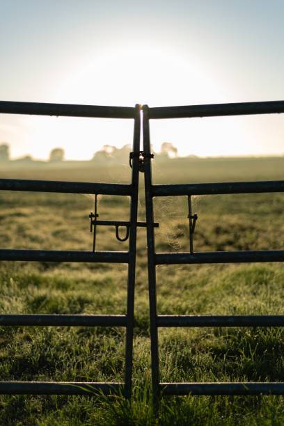 vertical shot of a metal gate with spider webs and a blurred grassy field in the background - lock door horror gate imagens e fotografias de stock