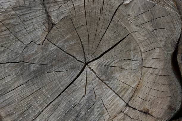 istock View of a felled tree 1438611418