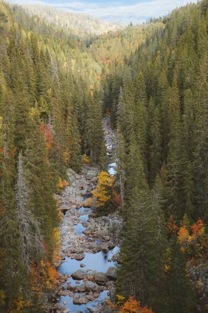 istock Vertical high angle shot of a river going through the beautiful tall trees 1438611467