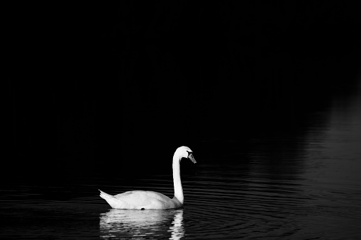 A grey scale shot of a beautiful swan swimming on a lake