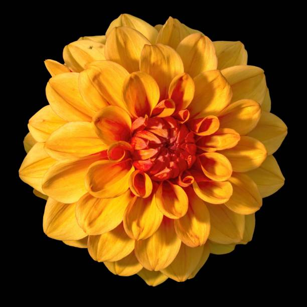 istock Beautiful yellow dahlia flower on a lack background 1438613103