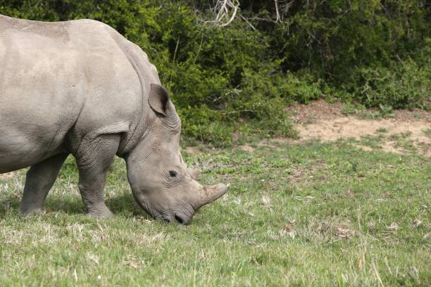 istock Magnificent rhinoceros grazing on the grass covered fields in the forest 1438613510