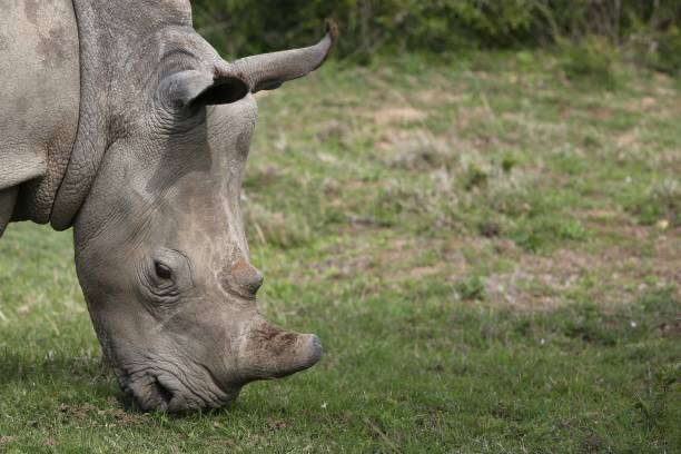 istock Magnificent rhinoceros grazing on the grass covered fields in the forest 1438613525
