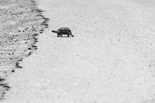 A grey scale shot of a turtle walking on the warm asphalt of a road