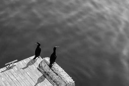 A high angle grey scale shot of two black seabirds sitting on the wooden pier by the water