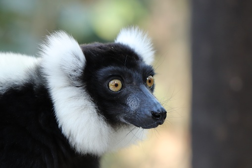 A selective focus shot of a black and white indri (a kind of primate) with a blurred background