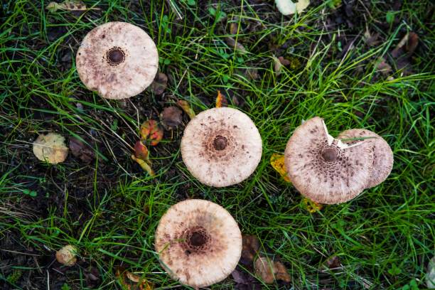 istock Common parasol, giant parasol, parasol, mushroom 1438613855