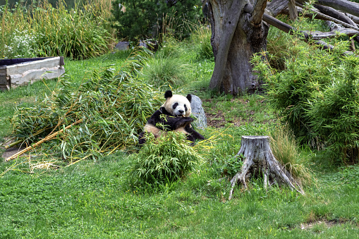 Panda is resting lying on the grass and leaning on a large stone and gnawing a stick of bamboo.
