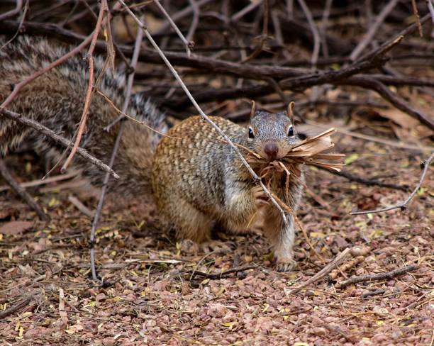 istock Cute grey squirrel picking up wood in a forest during daytime 1438614338