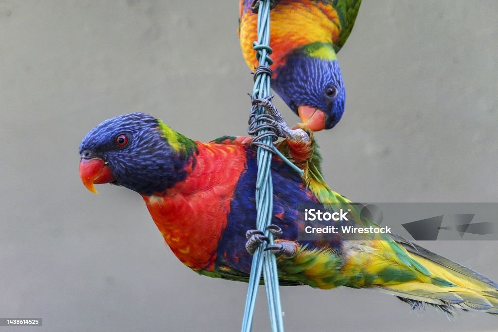 Rainbow lorikeet birds perched on a cable with a blurred background Two rainbow lorikeet birds perched on a cable with a blurred background Animal Stock Photo