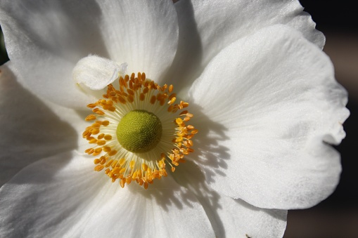A closeup shot of a beautiful white anemone flower in a garden