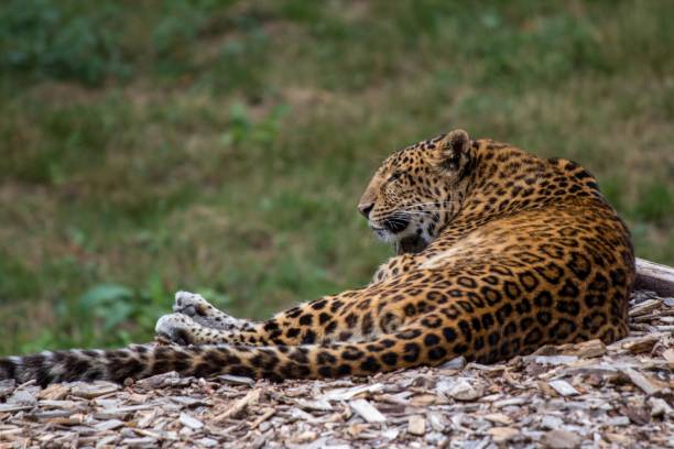 istock African leopard resting in a jungle and observing the surroundings 1438614705