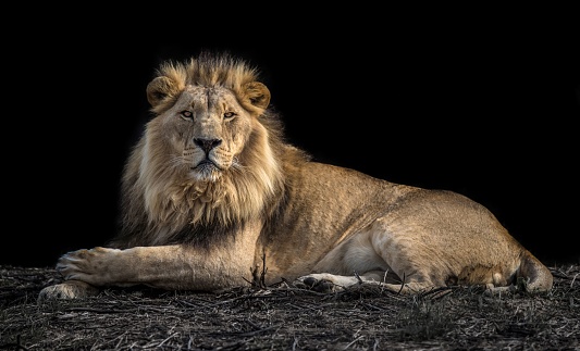 istock Proud Lion King of the Jungle - Isolated on a partial black background 1438614821