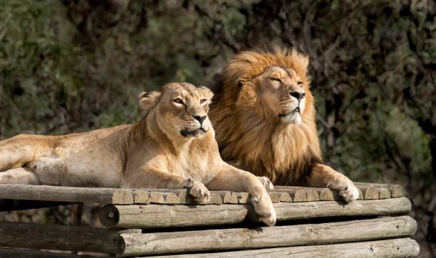 величественный африканский лев пара любящая гордость джунглей - могучий �дикое животное африки в природе - lion king стоковые фото и изображения