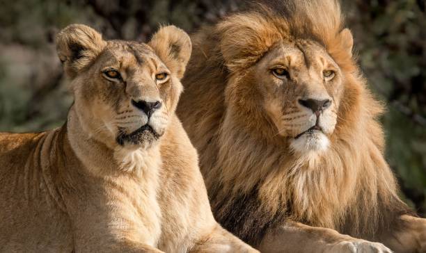 maestosa coppia di leoni africani che ama l'orgoglio della giungla - potente animale selvatico dell'africa in natura - safari safari animals color image photography foto e immagini stock