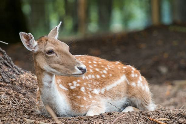 istock White-tailed deer resting in a jungle with a blurred background 1438614893