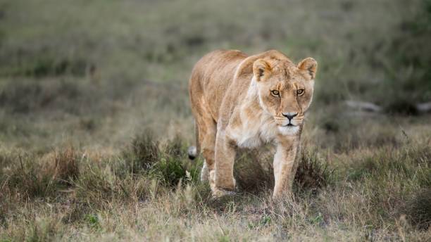 superbe lionne africaine reine de la jungle - puissant animal sauvage dans la nature. - lioness photos et images de collection