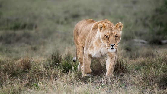 Awesome African lioness Queen of the jungle - Mighty wild animal in nature, roaming the grasslands and savannah of Africa