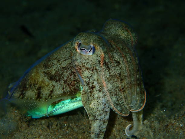 istock Common cuttlefish or European common cuttlefish (Sepia officinalis) close-up undersea, Aegean Sea 1438615037