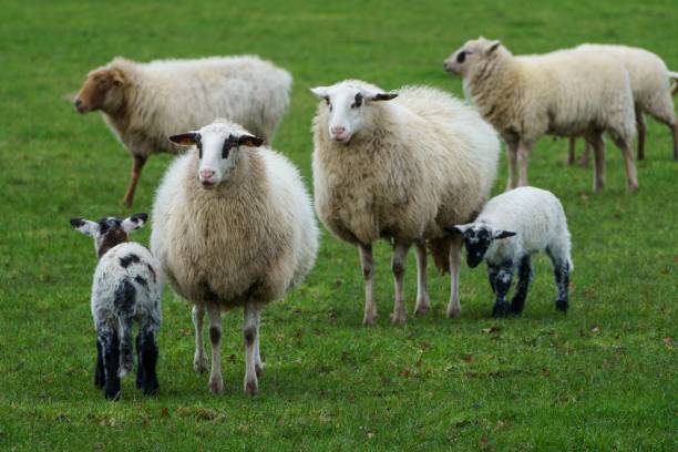 istock Fluffy white sheep grazing in the green field 1438615661