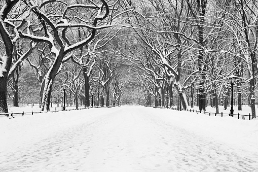 A wide road covered in snow surrounded by bare trees during daytime
