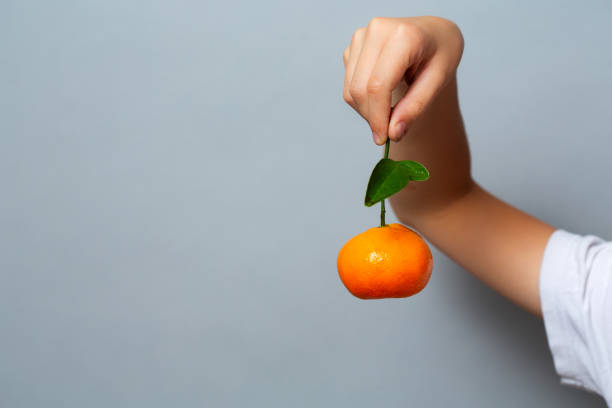 a child's hand holds a tangerine by the stem. demonstration of fruit on a gray background. close-up stock photo