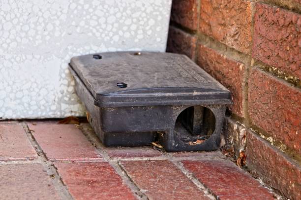 A black plastic rat trap. A black plastic rat trap. Pest control concept image. rodent trap stock pictures, royalty-free photos & images