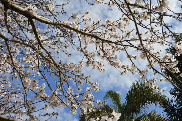 istock Low angle shot of tree branches with blooming white cherry blossom flowers 1438616531