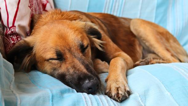 istock Cute brown dog sleeping peacefully on the blue covers of a sofa 1438616821