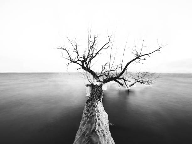 A greyscale of a tree with bare branches in the sea under the sunlight
