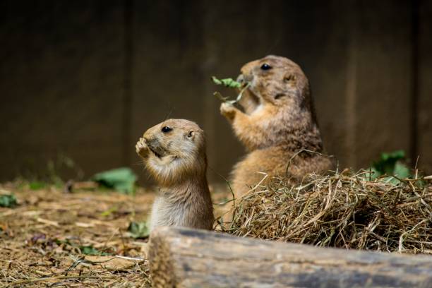istock Cute gophers eating dry grass in a cage during daytime 1438617974