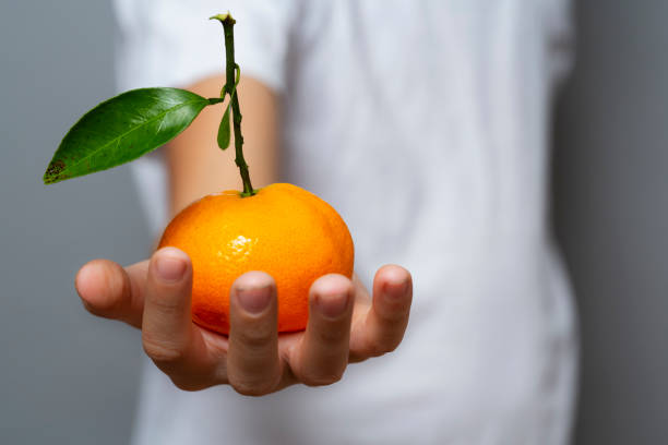 a child's hand holds out a tangerine with a beautiful stem and leaf to you. close-up stock photo