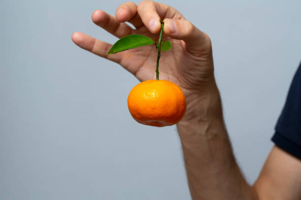 a man's hand holds a tangerine by the stem. demonstration of fruit on a gray background. close-up stock photo