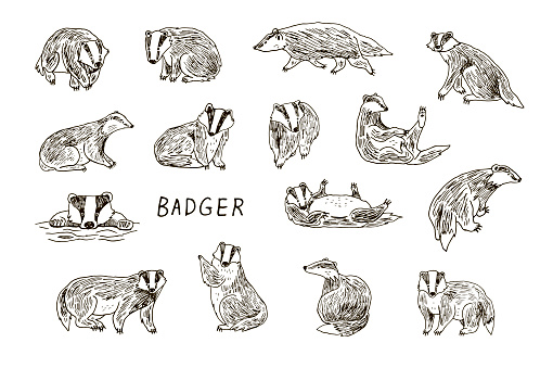 Badger forest animal vector illustartions line set.