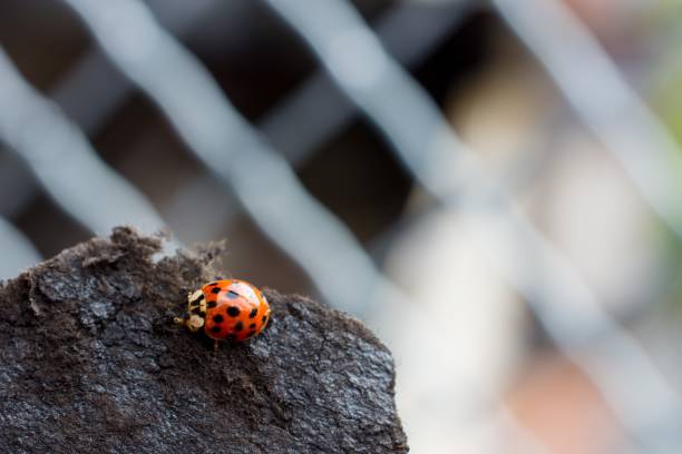 istock Closeup shot of a ladybug on a rock with a blurred background 1438620369