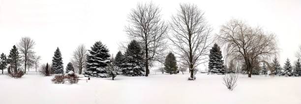 istock Beautiful shot of trees with a surface covered with snow during winter 1438620752