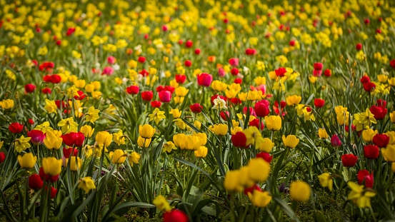A beautiful flower field with yellow and red tulips