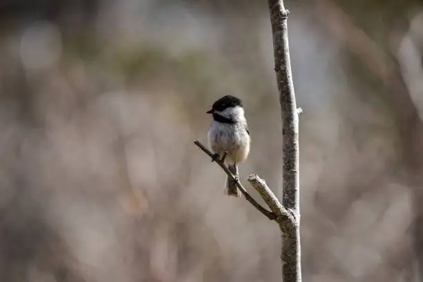 A beautiful cute fluffy adorable brown-headed tit perched on a branch on a blurred background
