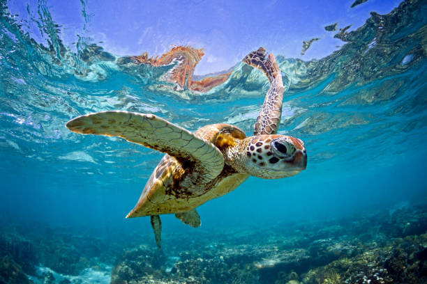 Green sea turtle swimming below the ocean's surface. Green sea turtle captured swimming in the shallow waters of the Southern Great Barrier Reef, QLD Australia. turtle stock pictures, royalty-free photos & images