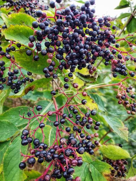 istock Elderberries in autumn 1438622775