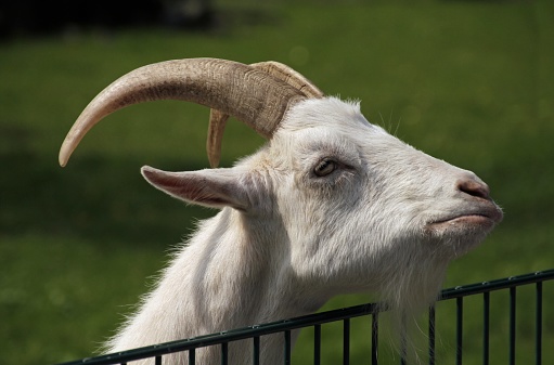 A closeup shot of a mad goat with a blurred background