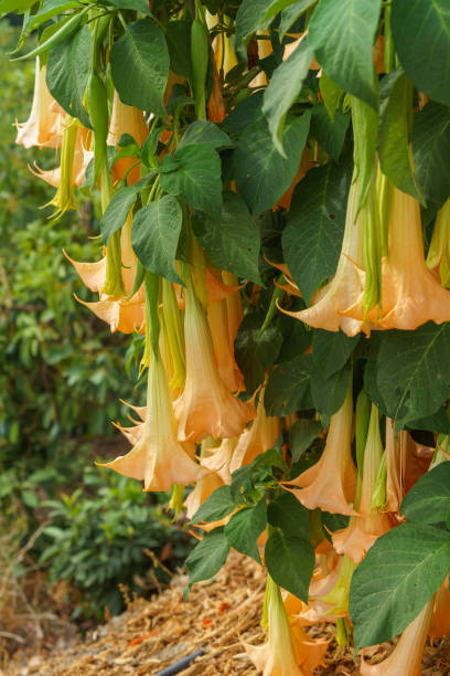 istock Brugmansia arborea, angel's trumpet 1438624620