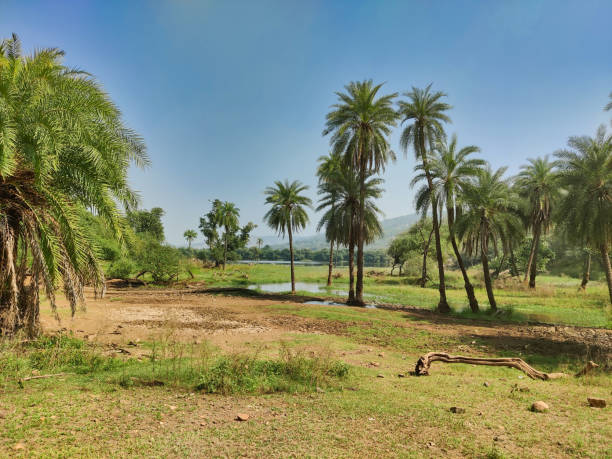 istock Picture of Treeline with herbs and shrubs 1438626199