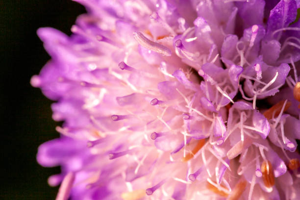 istock Wild pink scabious flower close up 1438626405