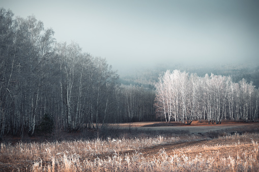Frost-covered trees and grass in winter mountains at foggy sunrise. Beautiful winter landscape.